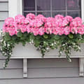 Miniatyrbillede 4 af 5: OBOSOE 24-pak kunstige pelargonier, UV-resistente falske blomster udendørs planter indretning