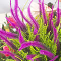 Miniatyrbillede 6 af 7: OBOSOE 10 bundter kunstige blomster med græs kunstige blomster til have og vindueskasse