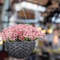 Miniatyrbild 3 av 6: Lollanda Konstgjorda blommor, UV-beständig, underhållsfri, vattentålig, långvarig, elegant, dekorativ, för balkong, trädgård, fester