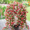Miniatyrbillede 6 af 8: Lollanda Kunstige vedhængsblomster 2-pak 76 cm, Vedbend guirlande, Kunstige vedhængsblomster – UV-bestandig, Flerfarvet