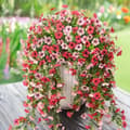 Miniatyrbillede 6 af 8: Lollanda Kunstige vedhængsblomster 2-pak 76 cm, Vedbend guirlande, Kunstige vedhængsblomster – UV-bestandig, Flerfarvet