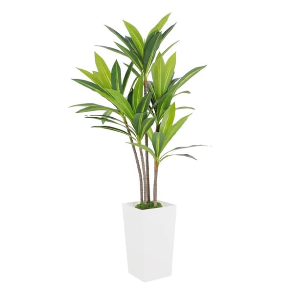 Teko Dracaena-puu, Luonnollinen tyyli, Itsestään seisova muotoilu,Valkoinen