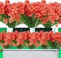 Miniatyrbillede 2 af 2: Kunstige blomster, UV-bestandige, falmer ikke,Appelsin