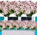Miniatyrbild 2 av 2: Konstgjorda Blommor, UV-beständiga, Ingen Bleknande,Vit-rosa