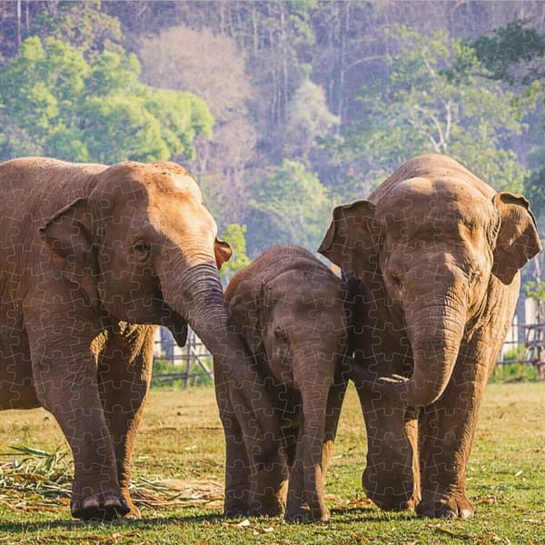 Puslespil Colorbaby Elephant 500 Dele 6 enheder 61 x 46 x 0,1 cm