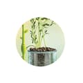 Miniatyrbild 4 av 6: CLEMENTONI Mini Botaniskt Växthus