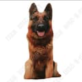 Miniatyrbild 2 av 4: TD® Funny 3D Dog Print Kudde Kreativ Söt Plysch Doll Present Hem Fordons Kudde Färg: brun hund