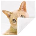 Miniatyrbild 4 av 4: Set med 2 Kuddöverdrag 40x40 cm Motiv Katt