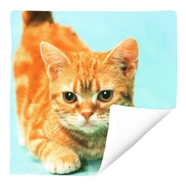Set med 2 Kuddöverdrag 40x40 cm Mönster Katt Gul