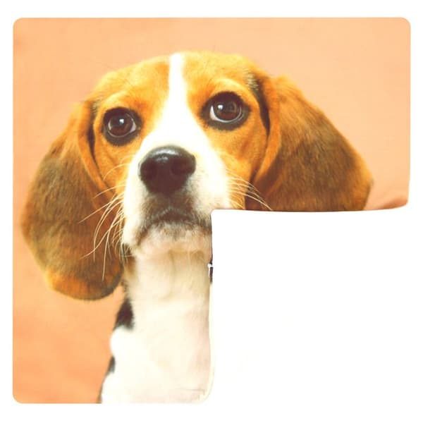 Set med 2 Kuddöverdrag 40x40 cm Mönster Beagle Hund Brun