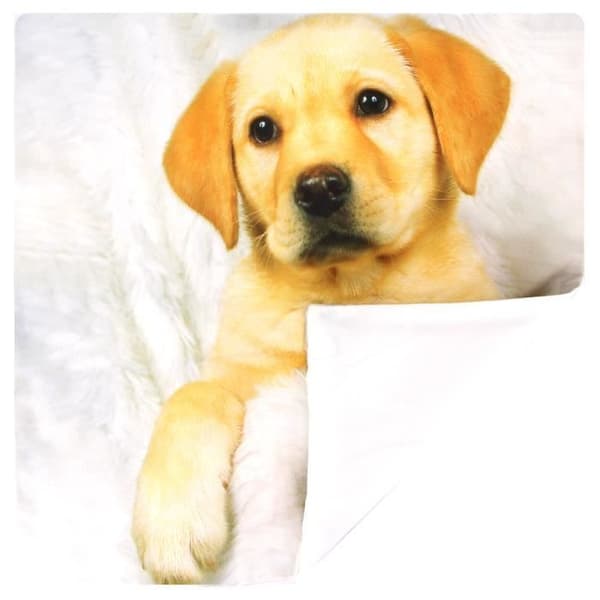 Paket med 2 Kuddöverdrag 40x40 cm Mönster Hund Päls