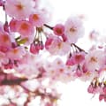 Miniatyrbild 2 av 4: Parfym för tvål - Körsbärsblomma 27 ml