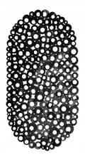 Pikkukuva 2 / 2: Liukumaton kylpymatto kylpyammeeseen, musta, 69 x 39 cm