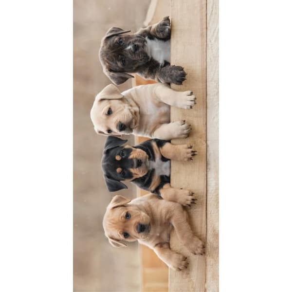 Strandhandduk - Bomull - 70 x 140 cm - Tryckt valpar - Beige - 310 gsm