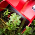 Miniatyrbillede 3 af 3: Bærplukker - Robust og perfekt til alle typer bær
