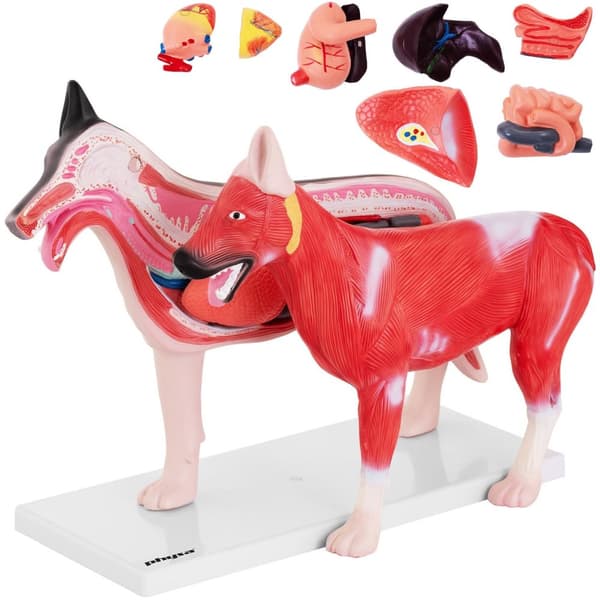 3D anatomisk hundmodell med avtagbara organ