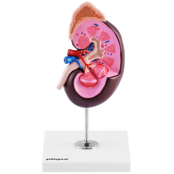 3D anatomisk model af den menneskelige nyre, skala 1,5:1