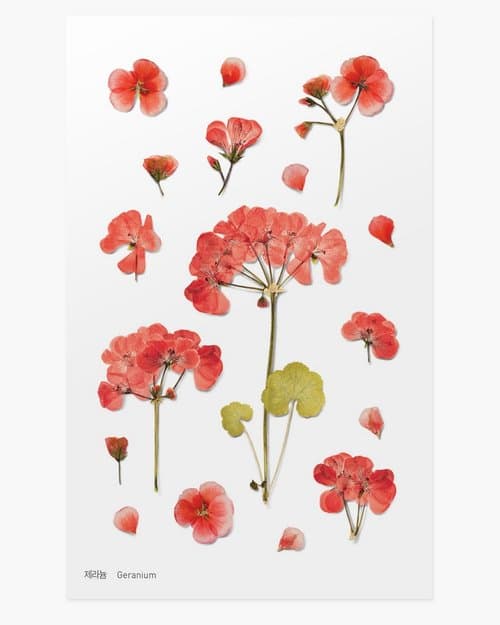 Koristeelliset Geranium Kukkitarrat
