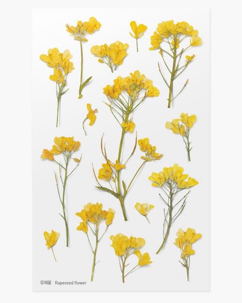 Dekorative Blomster Klistermærker - Raps