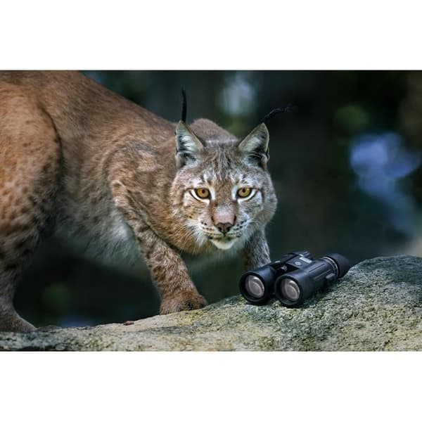 Kikare - Steiner - Wildlife 8x42 - Vattentät - 8x förstoring - 4,2 cm Objektiv
