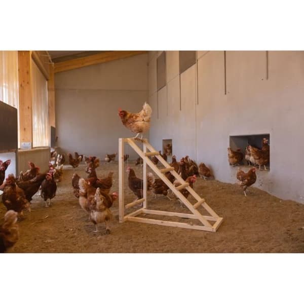 Kycklingklättertorn - KERBL - 85 x 55 x 76 cm - Med gunga - Robust stege