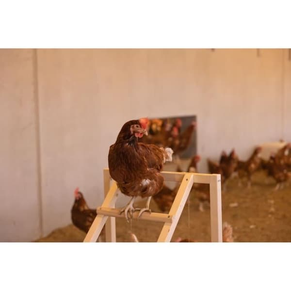 Kycklingklättertorn - KERBL - 85 x 55 x 76 cm - Med gunga - Robust stege