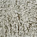Miniatyrbild 5 av 6: Filt KOALA 150x200 Eurofirany beige lamm