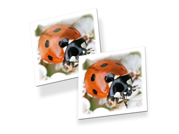 Tactic Memo Insekter