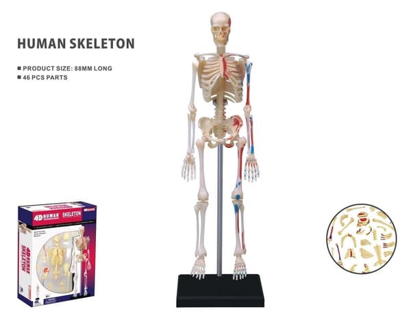 Robetoy Menneskets anatomi - skelet (19 cm) (26059)