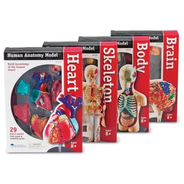 Lärresurser LER3338 - KVM-OMKOPPLARE - Resurser - Kit med anatomiska modeller av
