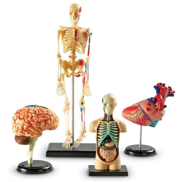 Lärresurser LER3338 - KVM-OMKOPPLARE - Resurser - Kit med anatomiska modeller av