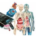 Miniatyrbillede 2 af 2: Videnskabspil Clementoni Superanatomía (ES)