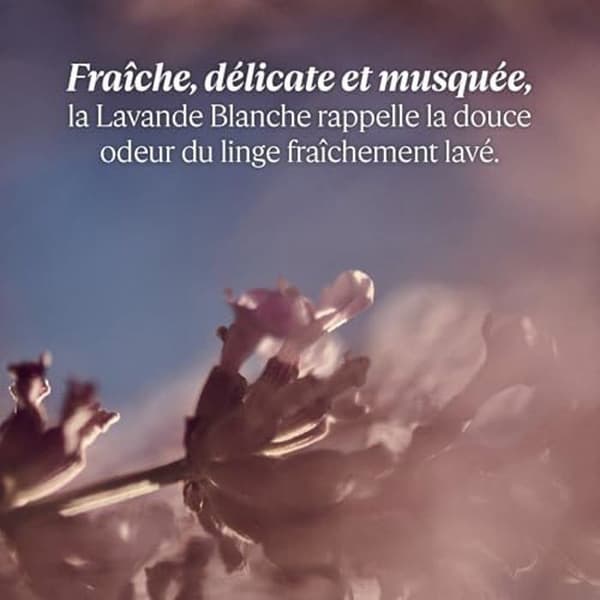 Kroppsmjölk - L'OCCITANE - Vit lavendel - 250 ml - Återfuktande - Delikat doft - Alla hudtyper