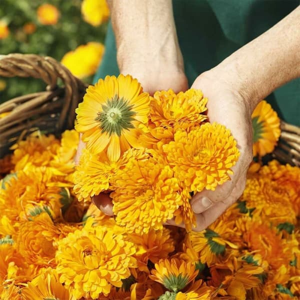 Skyddande blöjkräm Weleda Baby Calendula 75 ml