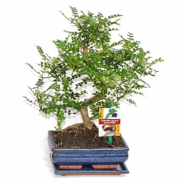 Szechuan Bonsai Peppar - Zanthoxylum piperitum - ca. 8 år