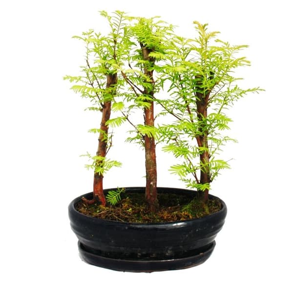 Utomhusbonsai - Metasequoia glyptostroboides - liten skog med 3 växter