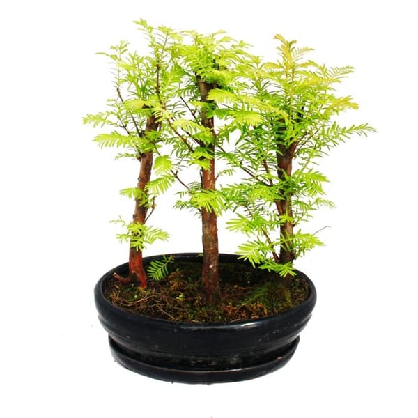 Utomhusbonsai - Metasequoia glyptostroboides - liten skog med 3 växter