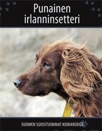 Punainen irlanninsetteri
