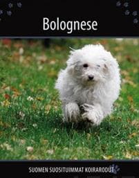 Bolognese