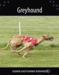Greyhound