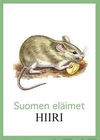 Hiiri