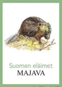 Majava
