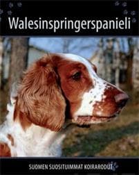 Walesinspringerspanieli