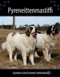 Pyreneittenmastiffi