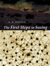 The First Steps in Seeing