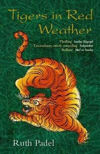 Tigers In Red Weather