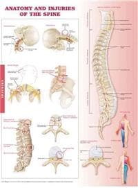 Anatomy and Injuries of the Spine