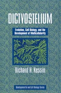Dictyostelium