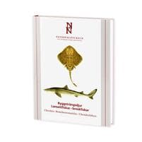 Ryggsträngsdjur : lansettfiskar - broskfiskar. Chordata : branchiostomatidae - chondrichthyes