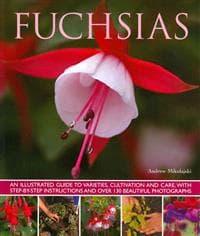 Fuchsias